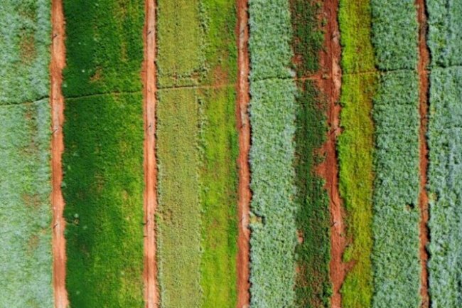 Estudo analisa benefícios das plantas de cobertura para o cultivo do milho