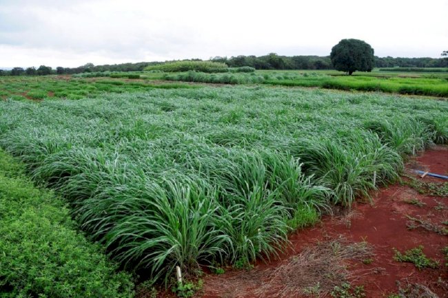Forrageiras: o investimento mais estratégico para agricultura moderna