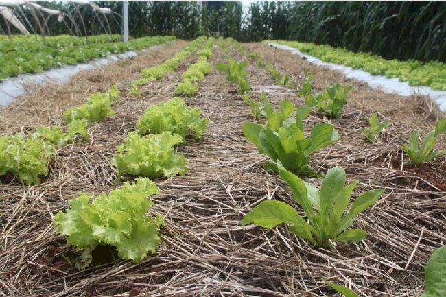 Dia de campo apresenta hortaliças cultivadas sob o Sistema de Plantio Direto
