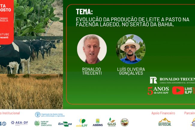Nesta quarta, Live ILPF aborda a produção de leite a pasto no Semiárido