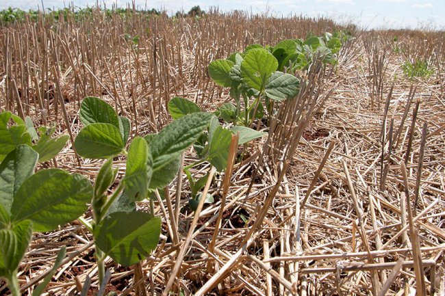 Manejo adequado pode reduzir impactos do El Niño sobre a soja na safra 2026/2027