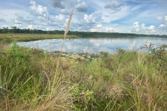 Estudo define indicadores para orientar a restauração de campos úmidos no Cerrado