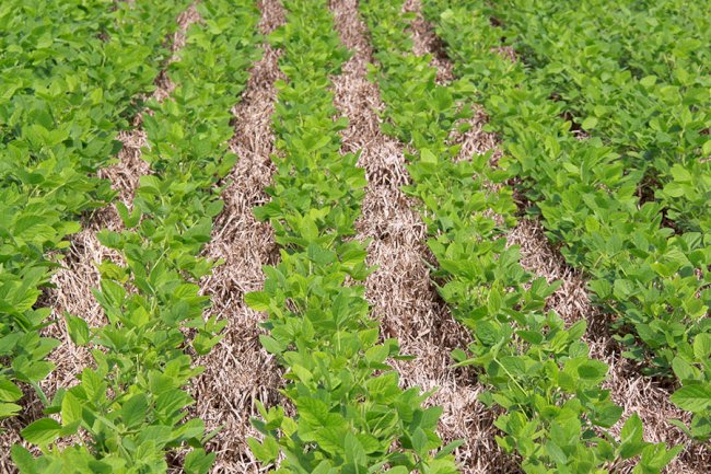 Zoneamento de risco climático e práticas conservacionistas aumentam a resiliência a El Niño forte no Cerrado