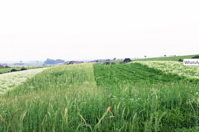 Dia de Campo sobre Sistema Plantio Direto em Curitibanos, SC