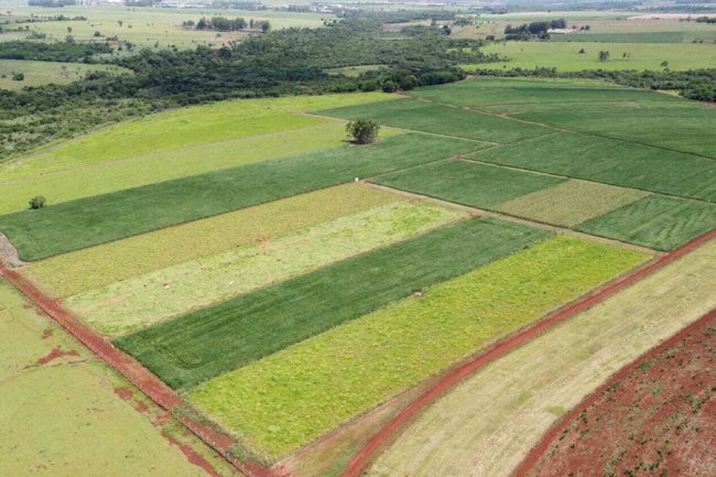 Produtividade da soja cresce acima de 11 pontos percentuais a cada avanço nos níveis de manejo do solo