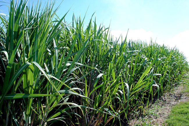 Modelo amplia em 116 vezes a estimativa do impacto de herbicidas sobre a água