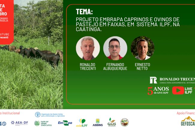 Live ILPF aborda caprinos e ovinos em ILPF na Caatinga