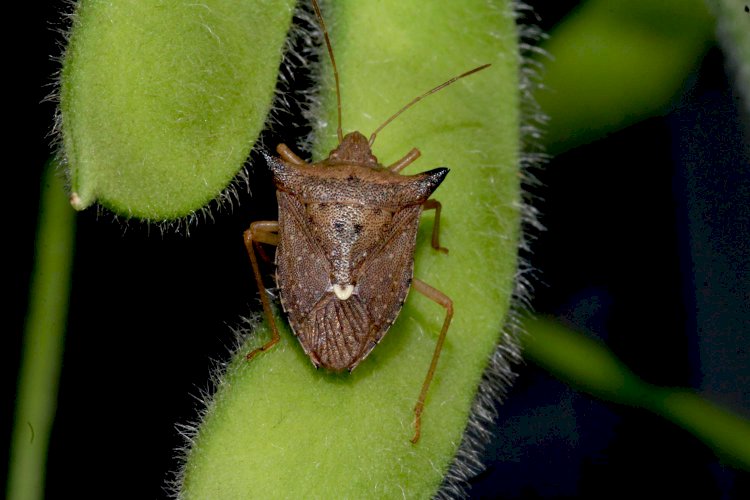 Manejo de percevejos no sistema produtivo soja-milho é tema de curso no Congresso de Milho e Sorgo