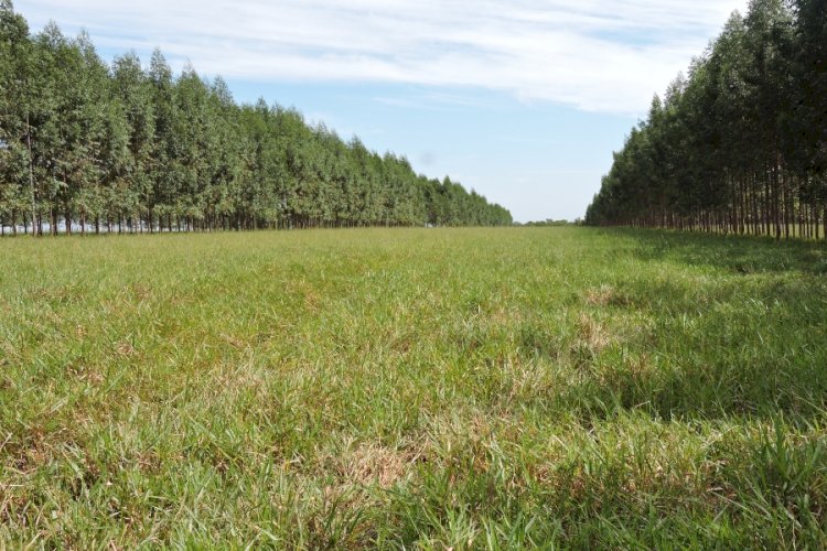 Dia de campo aborda sistema silvipastoril em solos arenosos em Rondonópolis