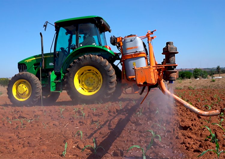 Novo bioinseticida usa microrganismo com alta eficiência no controle da lagarta-do-cartucho
