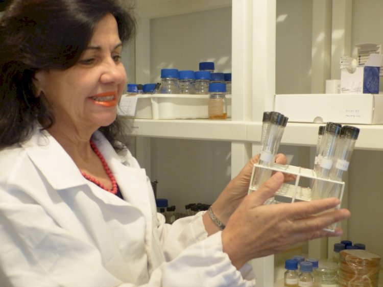 A inoculação de gramíneas com Azospirillum brasiliense é tema de live que acontece nesta quarta, 8