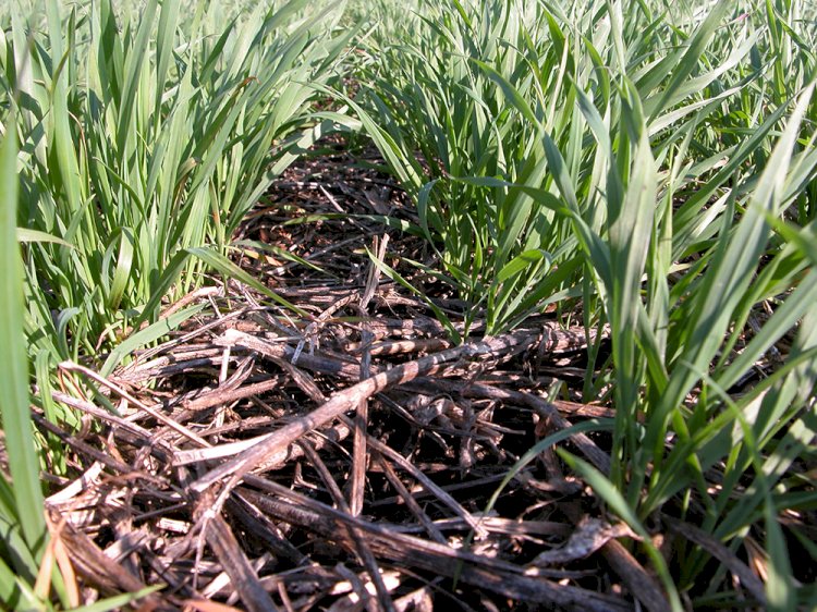 Agricultura Brasileira: Rompendo com a “Carbon Tunnel Vision”