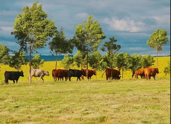 Ciência e comunicação impulsionam a agricultura do futuro