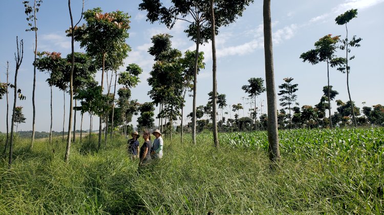 Mudança de uso da terra impacta no carbono do solo