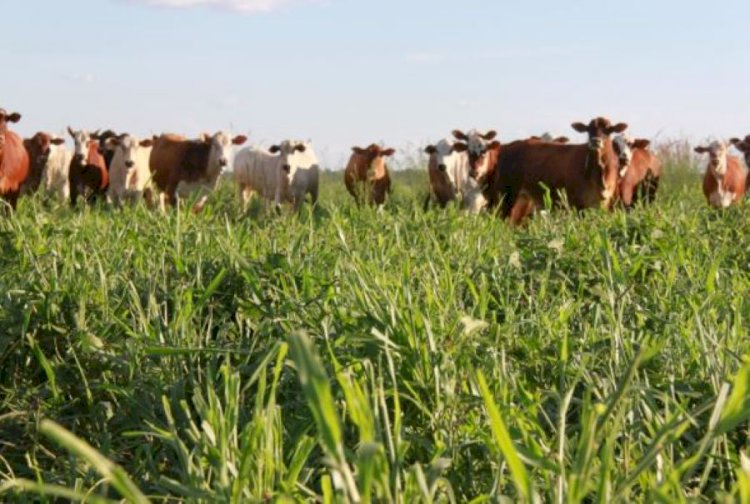 Modelo de produção sustentável para o Matopiba será apresentado no Agrobalsas 2025