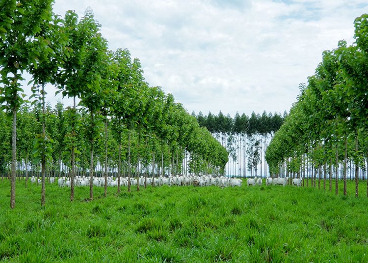 Novo sistema produtivo integra pecuária de corte com plantio de teca