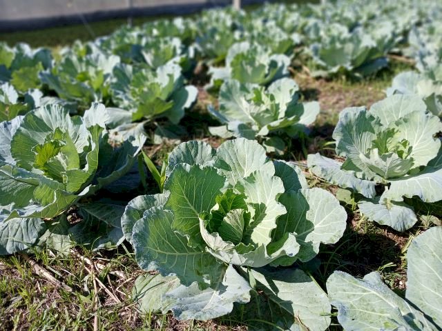 Evento da Epagri em Itajaí apresenta tecnologias para a produção orgânica de hortaliças na terça, 3