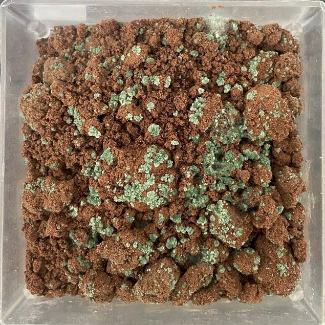 Pesquisa identifica fungos do solo que eliminam 100% do mofo-branco, que afeta soja, feijão e algodão