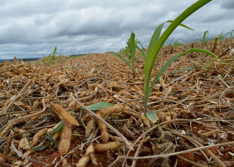 Semeadura direta em nível: benefícios conservacionistas e reflexos no desempenho fisiológico das culturas