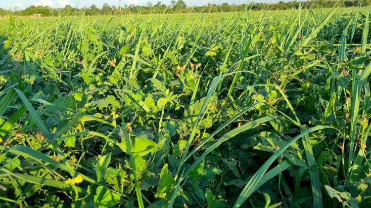 Workshop mostra resultados da integração lavoura-pecuária e discute carbono no sistema agropecuário
