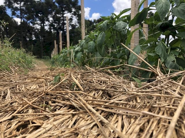 Cultivo sustentável em casa: Sistema de Plantio Direto de Hortaliças começa a ser aplicado para autoconsumo em SC