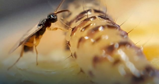 Artigo - Controle biológico ganha força como aliado contra as mudanças climáticas