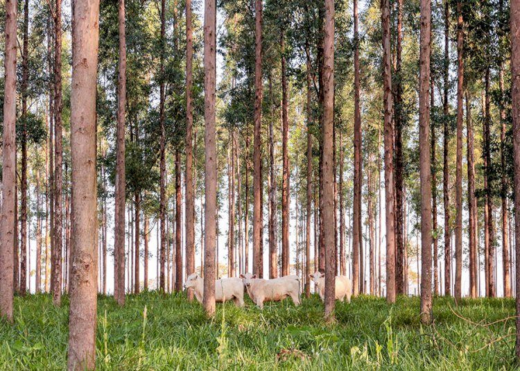 Sistema com árvores neutraliza emissões de metano de mais de dois bovinos por hectare