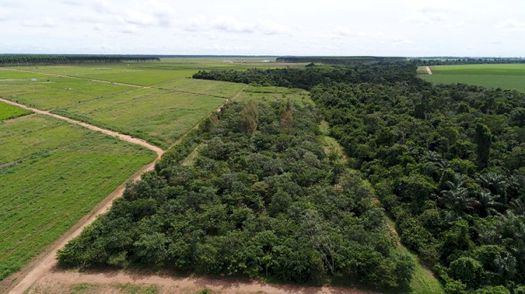 Reflorestamento com mudas cobre solo acima da meta em MT, mas diversidade ainda é baixa