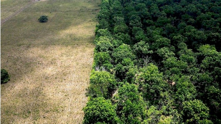 O volver das cinzas – Agricultura regenerativa