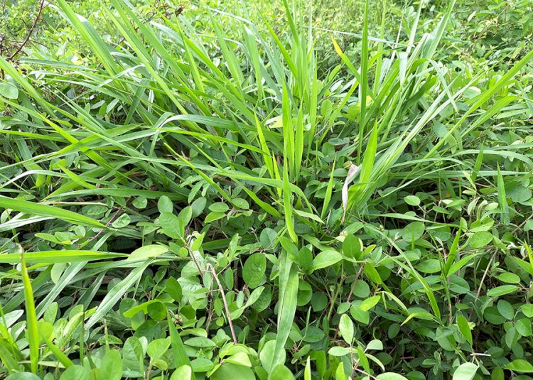 Novo bioinsumo melhora a produtividade e a qualidade de diferentes tipos de pastagens