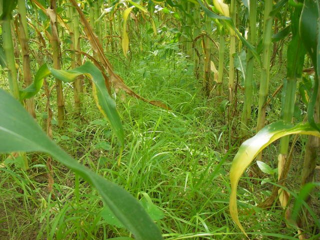 Plantio direto e rotação de culturas criam solos mais resilientes e produtivos frente às mudanças climáticas