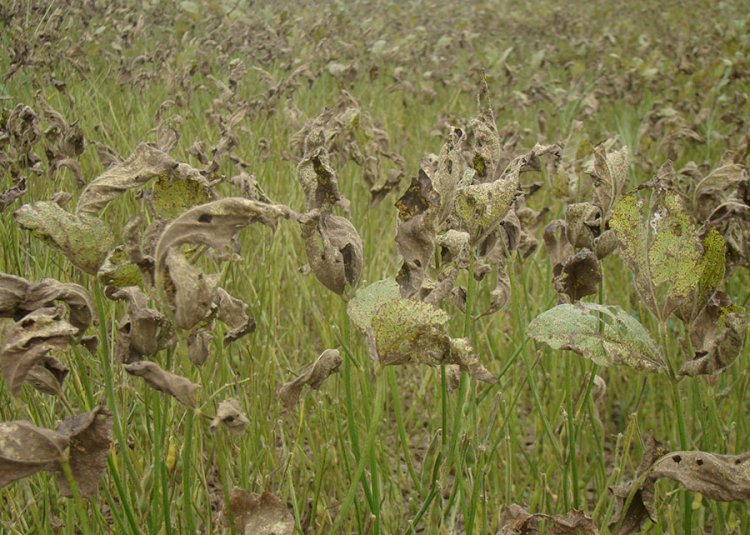 Aplicativo gratuito ajuda produtores a reduzir defensivos em lavouras na Bahia