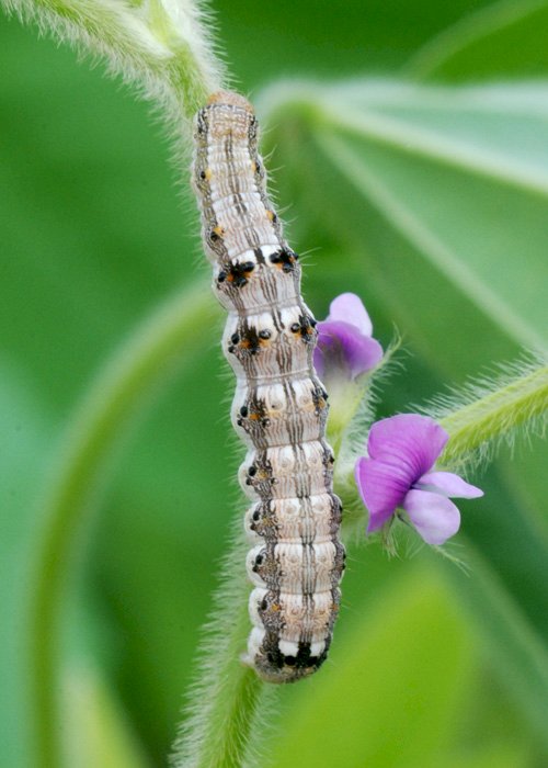 Controle biológico cresce na América Latina, impulsionado por agentes microbianos e políticas públicas, mas enfrenta desafios estruturais