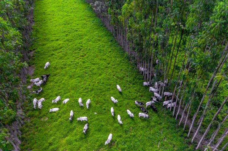 Podcast discute sustentabilidade do agronegócio brasileiro