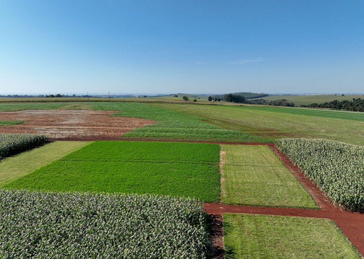 Plantar ou produzir? A escolha invisível que pode salvar o clima