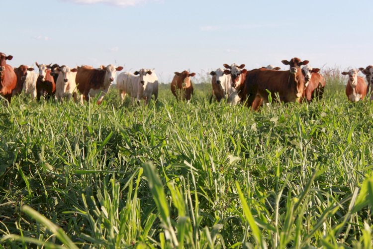 Especialistas debatem o potencial da Integração Lavoura-Pecuária para solos arenosos