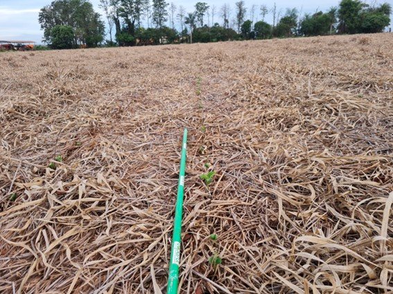 O manejo da matéria orgânica em ambientes tropicais