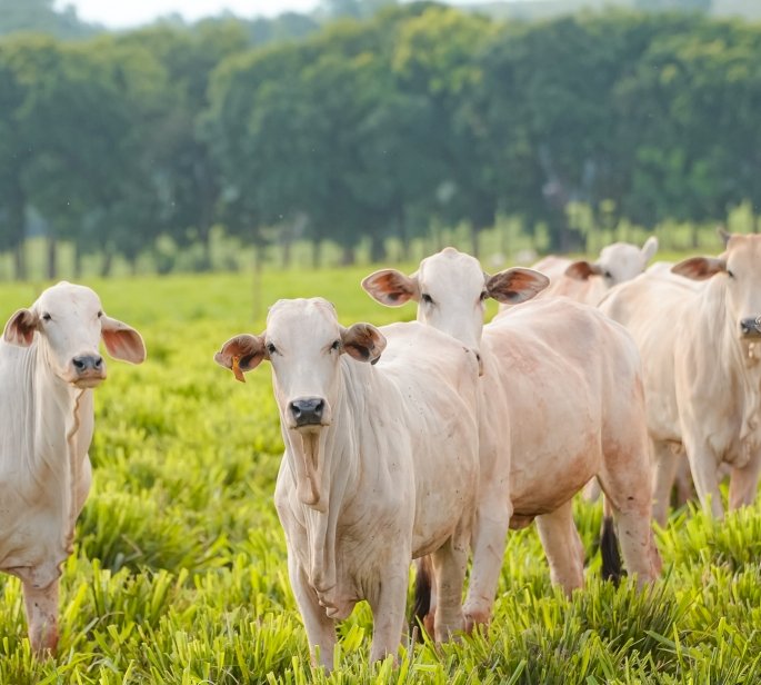 Rede ILPF e Secretaria de Agricultura do Rio de Janeiro assinam acordo para expansão do Sistema Integração-Lavoura-Pecuária-Floresta no estado