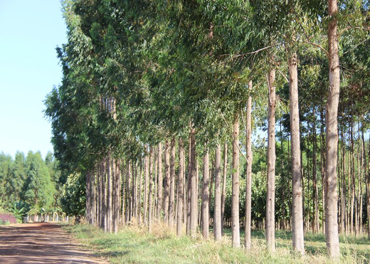 Planilha calcula custo de produção e tratamento da madeira na propriedade rural