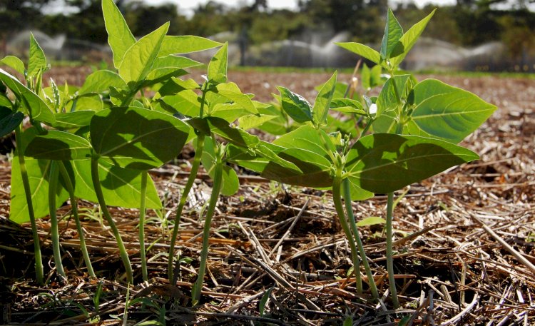 A literacia ecológica do Sistema Plantio Direto:  percepção e prática regenerativa na agricultura