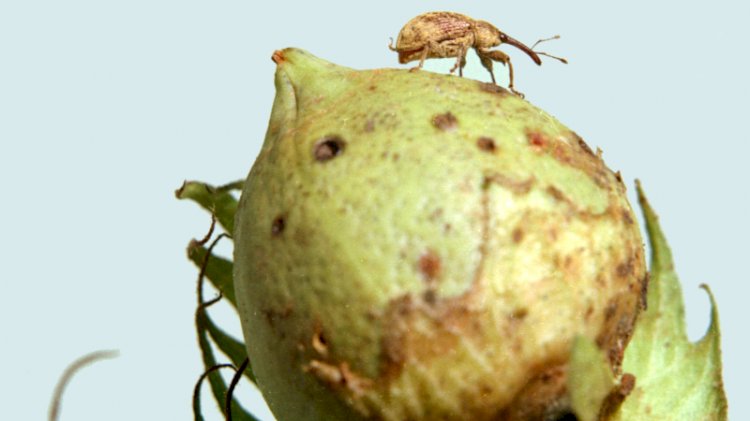 Edição gênica produz plantas indigestas para pragas