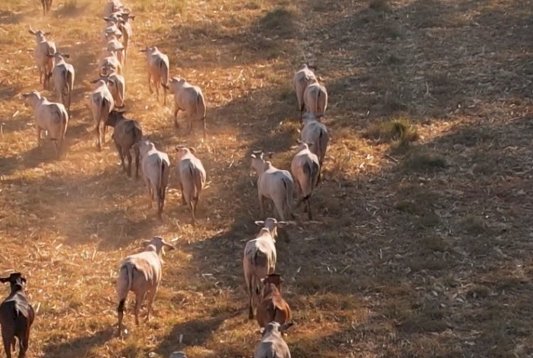 Parceria Rede ILPF e Famato avança para incentivar expansão do Sistema ILPF em MT