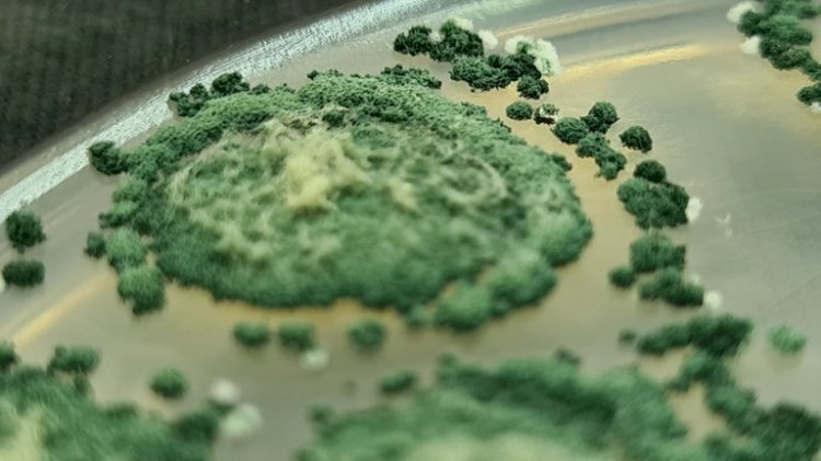 Simpósio discute criação de consórcio Holanda-Brasil para inovação em bioinsumos