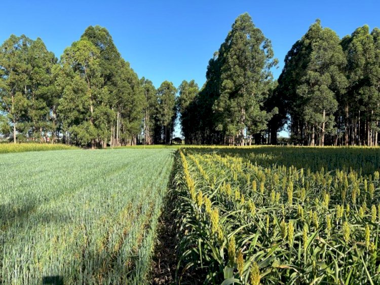 Artigo - A importância das árvores nos sistemas de produção agropecuários