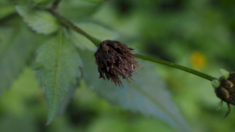 Substância de biomassa vegetal ajuda no combate a ervas daninhas