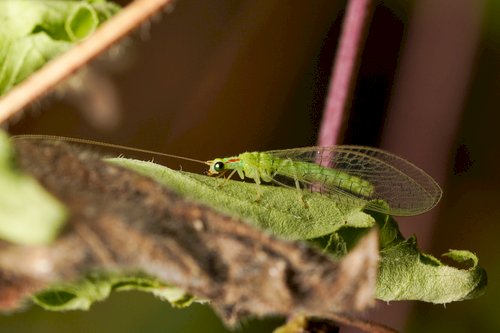 Crisopídeos se destacam como aliados no controle biológico em cultivo de soja no Acre