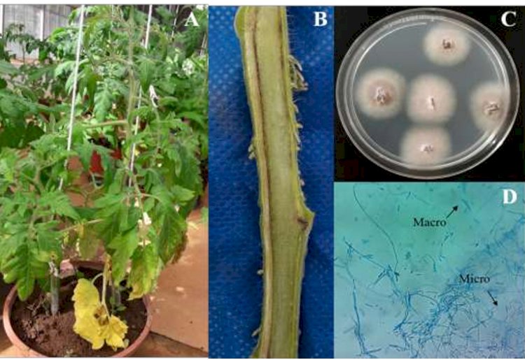 Uso de organismos vivos para proteger plantas cresce no Brasil