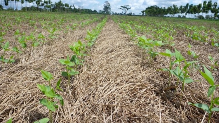 Os amigos da terra e o turismo agroambiental