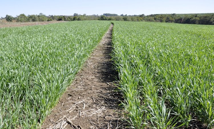 Manejo e conservação do solo e da água em Sistema de Plantio Direto no Cerrado é tema de curso on-line gratuito