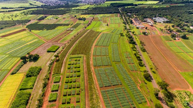 Dia da agricultura: como a pesquisa científica transformou o Cerrado em referência mundial de produtividade e sustentabilidade